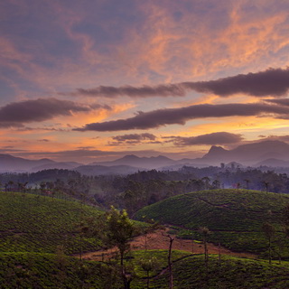 Valparai - Zonsopgang theevelden